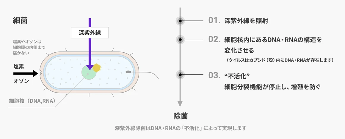 図1 深紫外線除菌のプロセス